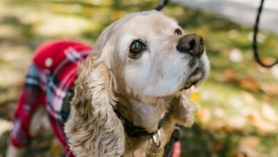 Cocker Spaniel Inglês